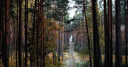 Lasy Państwowe: nowe zasady sprzedaży drewna będą obowiązywać przez dwa lata