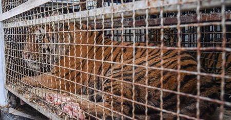 Prezydent Poznania i poznańskie zoo: kondycja tygrysów bardzo zła