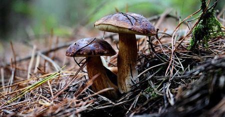 W Polsce można zbierać grzyby bez ograniczeń, w Niemczech tylko do 2 kg dziennie