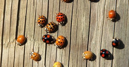 Entomolodzy radzą, jak pozbyć się biedronek z domów
