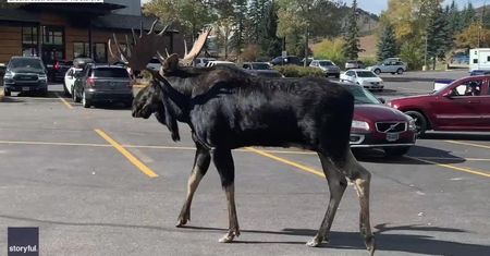 Uważajcie na łosia! Zwierzak grasował po parkingu w Stanach Zjednoczonych
