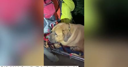 Prawie 90-kilogramowy mastiff utknął podczas wspinaczki po górach