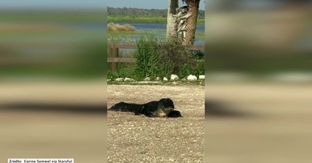 Aligator z ośrodka dla dzikich zwierząt zjada… plastik