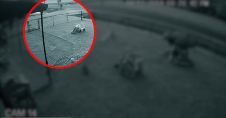 Jadący z nadmierną prędkością kierowca zabił dwa psy i uciekł z miejsca zdarzenia. Ich właściciel cudem przeżył