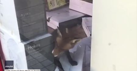 Lis zadomowił się w sklepie. Postanowił nawet rozpakować wiatraki