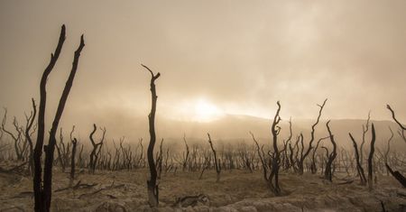 Biznes zamierza walczyć ze zmianami klimatu nawet w trakcie pandemii. Na odwrócenie negatywnych tendencji mamy tylko 12 lat