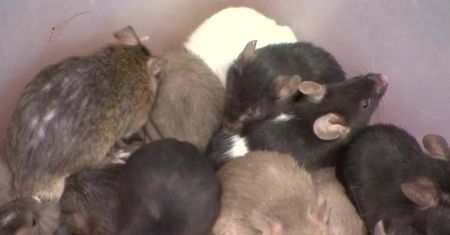 Ekostraż zlikwidowała hodowlę, która wymknęła się spod kontroli