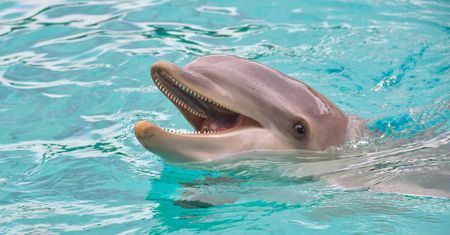 Pożar delfinarium w Rosji