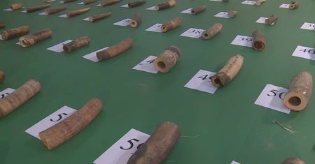 Chińscy celnicy rozbili gang przemytników kości słoniowej.