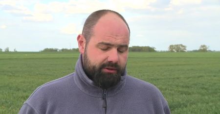Stado na wpół dzikich krów zostanie wybite. Zwierzęta terroryzowały mieszkańców Lubuskiego, właściciel nie reagował