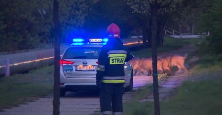 Policjanci przeprowadzili dziki przez skrzyżowanie na ekspresówce w Częstochowie