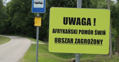 Kolejne przypadki ASF w Polsce
