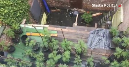 Plantacja marihuany odkryta przy pomocy drona. Sukces katowickich policjantów