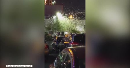 Chmara koników polnych opanowała parking w Las Vegas