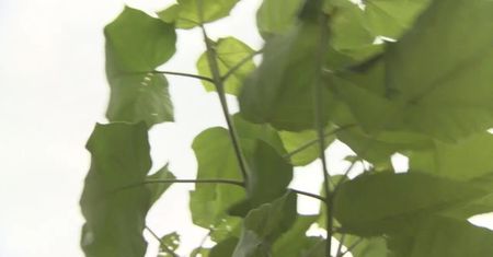 Hiszpańskie drzewa tlenowe uratują atmosferę? Kilka rośnie już w Łodzi