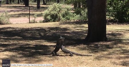 Styl wolny czy klasyczny? Zapasy waranów w Australii