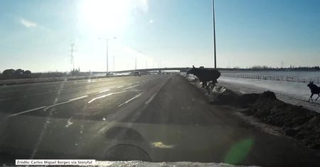 Gdyby się nie poślizgnął, potrąciłby go samochód. Ten łoś może mówić o wielkim szczęściu