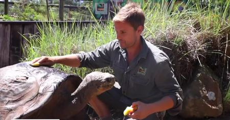 68-letni żółw znalazł partnerkę… na Tinderze. Walentynki w australijskim zoo