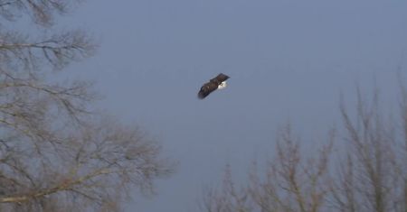 W Warszawie wypuszczono na wolność bielika. Ostatni rok spędził w Ptasim Azylu