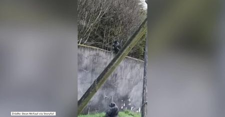 Szympansy uciekły z zoo w Dublinie. Pomogło im złamane podczas burzy drzewo