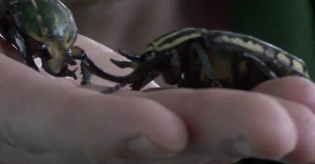 Ponad 700 gatunków zwierząt w londyńskim zoo. Jak co roku policzyli je pracownicy