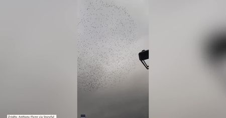 Stado szpaków nad Belfastem. Nagranie pięknego spektaklu na niebie