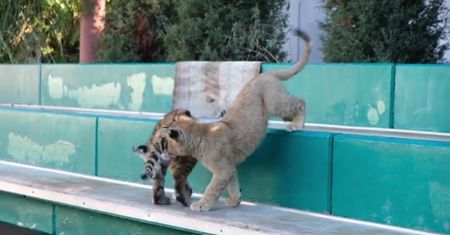Aaa, kotki dwa! Niezwykła przyjaźń tygrysa i lwa w zoo w Soczi