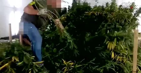 Konopie w pieczarkarni. “Można było z nich uzyskać narkotyki warte sześć milionów”