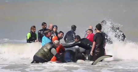 Ratownicy i ochotnicy uratowali sześć orek, które utknęły na plaży w Argentynie