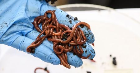 Dżdżownice kurczą się przez mikroplastik