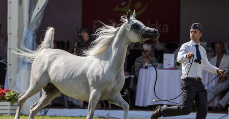 Prawie 1,4 mln euro za konie na aukcji Pride of Poland w Janowie Podlaskim