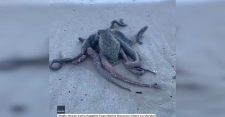 Taki widok nie trafia się często. Ośmiornica wybrała się na rześki spacer po plaży