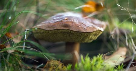 PPOZ: trzeba wiedzieć, które grzyby można zbierać, a jakich nie