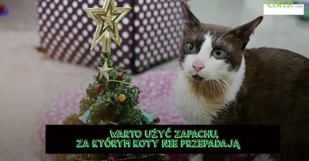 Jak utrzymać kota z dala od choinki? Przydatne rady