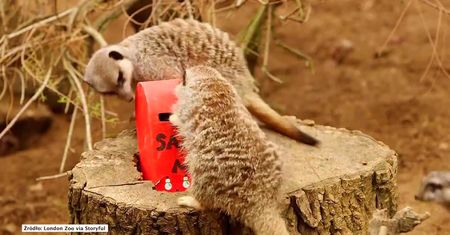Surykatki z londyńskiego zoo wysyłają listy do Świętego Mikołaja