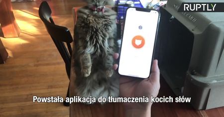 Powstała aplikacja do tłumaczenia kocich słów