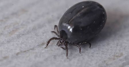 Ocieplenie klimatu sprawia, że kleszcze zmieniają nawyki żywieniowe