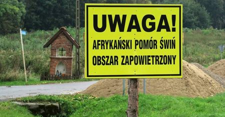 W 60. gminach złagodzono ograniczenia wz. z ASF