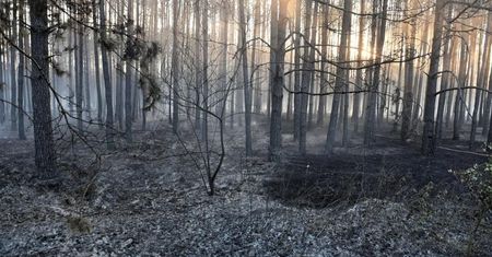 W tym roku w lasach wybuchło o blisko 3 tys. mniej pożarów niż w 2019 r.
