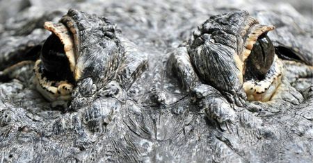 Udało się złapać poszukiwanego nad Odrą aligatora