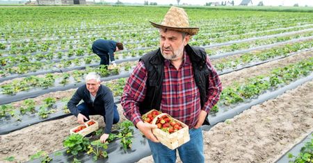 Ardanowski: pomagając rolnikom możemy okazać społeczną solidarność