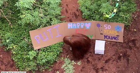 Orangutanica z zoo w Perth świętuje swoje 50. urodziny
