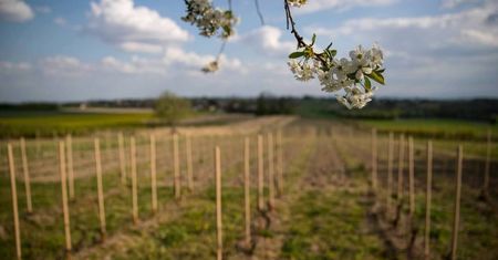 Majowe przymrozki ograniczą tegoroczne zbiory w winnicach