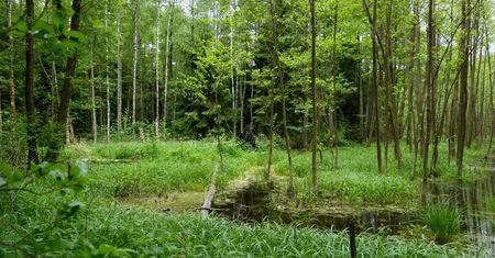 Połowa lądów – w dużej mierze wolna od wpływu człowieka
