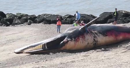 Ciężki sprzęt wjechał na plażę w Essex, by usunąć z niej… martwego finwala