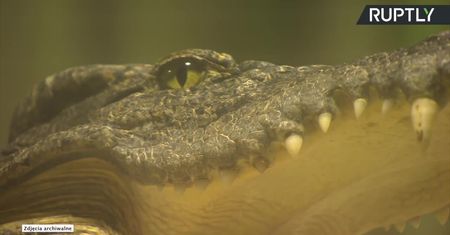 W moskiewskim zoo zmarł „aligator Hitlera”. Miał 84 lata i wyjątkowo bogaty życiorys