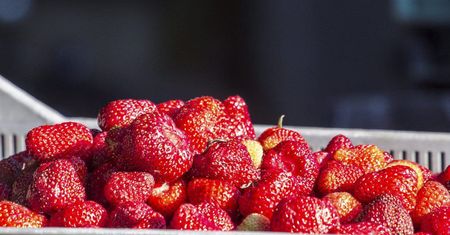 Wzrost cen żywności jest niezależny od sieci handlowych