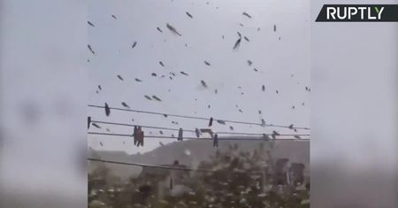 Najgorsza od 27 lat plaga szarańczy w Indiach. 50 tys. hektarów plonów rolnych zostało zniszczonych