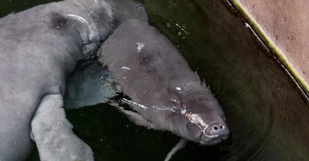 We wrocławskim zoo urodził się manat