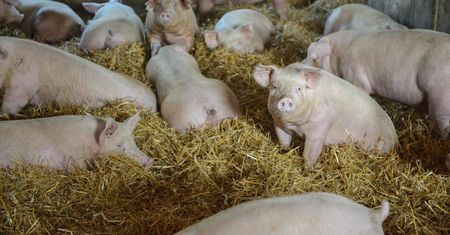 Produkcja mięsa wieprzowego jest poważnie zagrożona